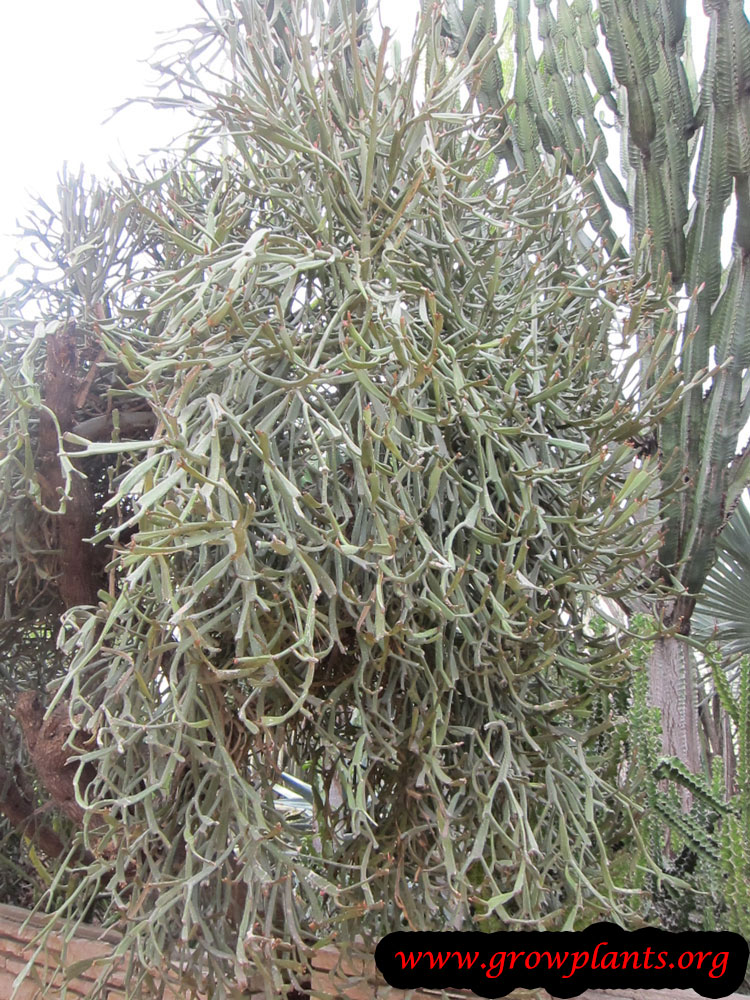 Euphorbia enterophora plant care