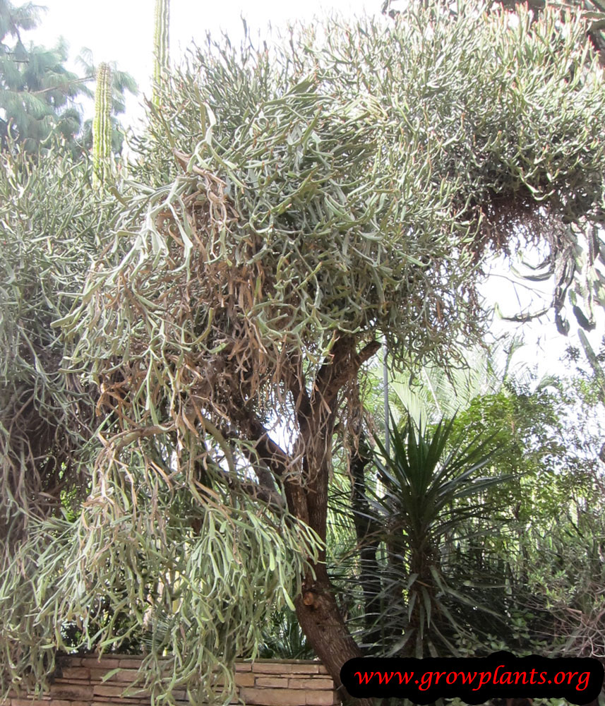Growing Euphorbia enterophora plant