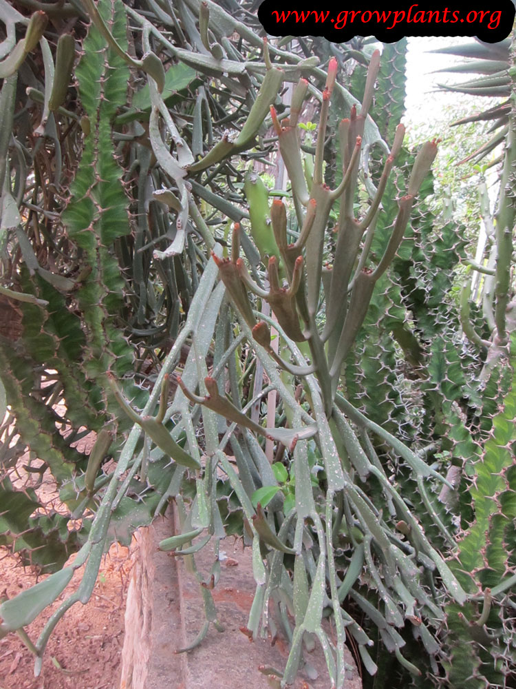 Euphorbia enterophora plant
