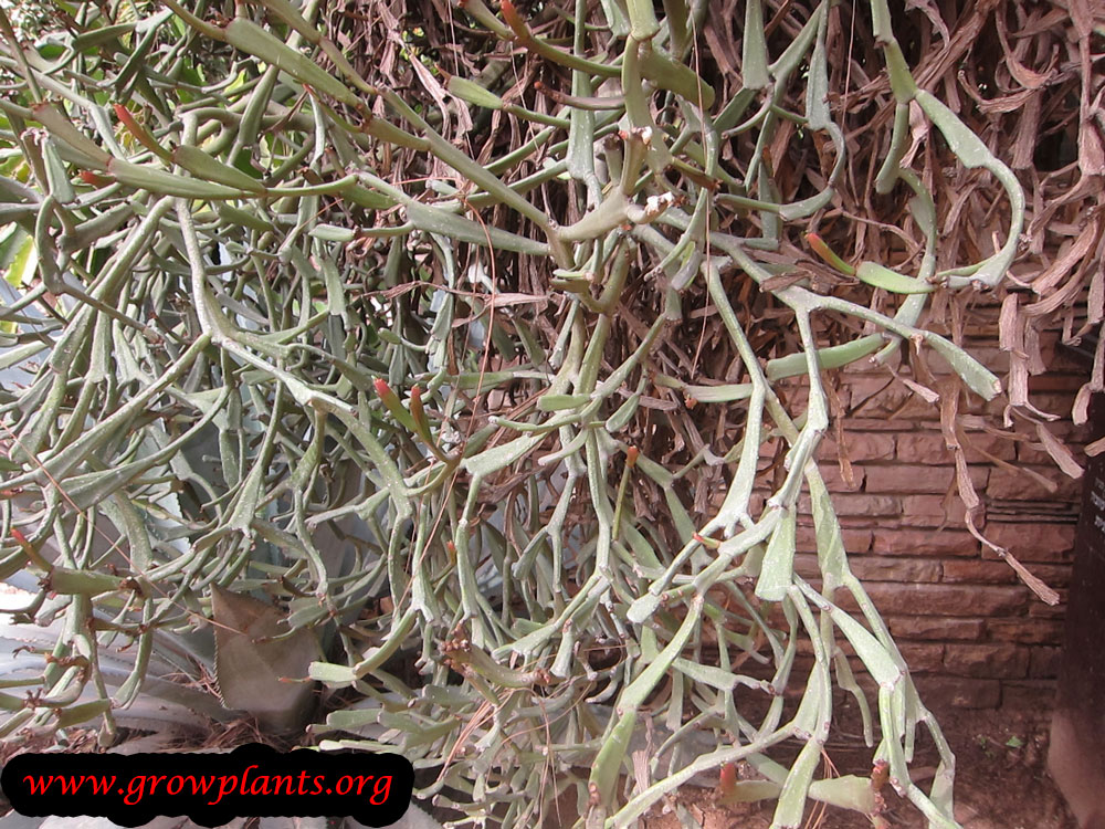 Euphorbia enterophora care and grow