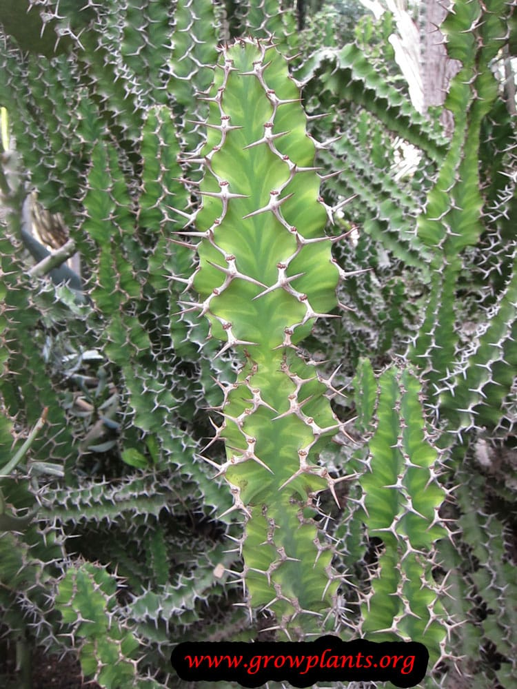 Growing Euphorbia grandicornis