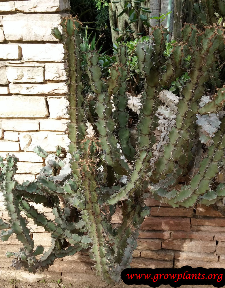 Euphorbia grandicornis plant care