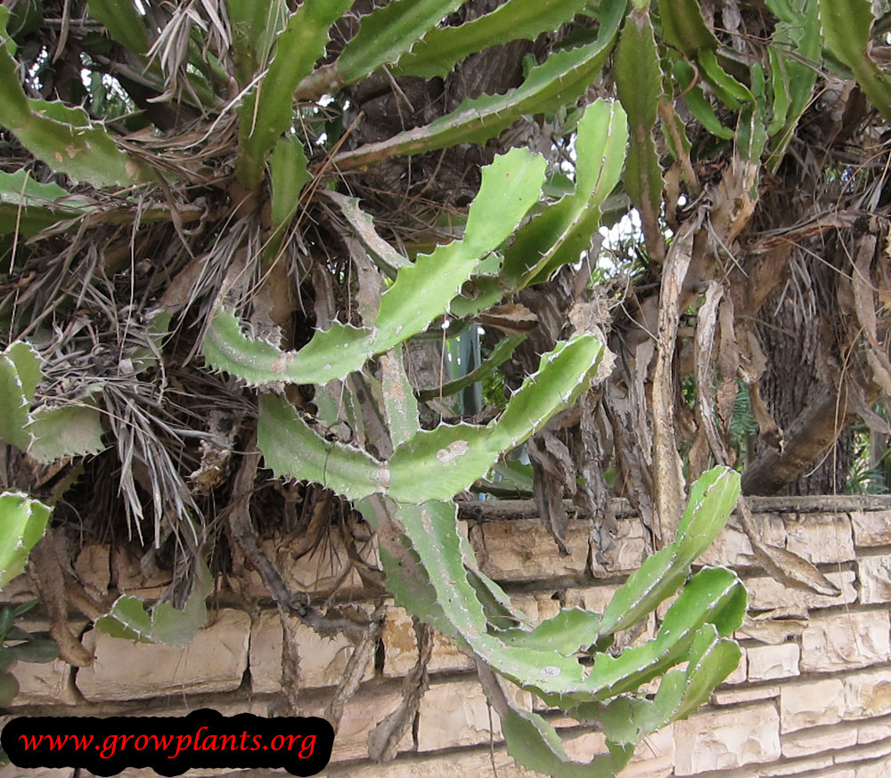 Euphorbia ingens plant