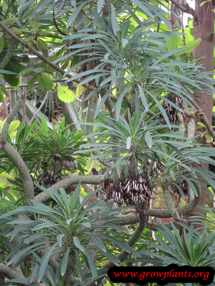 Euphorbia lambii plant care