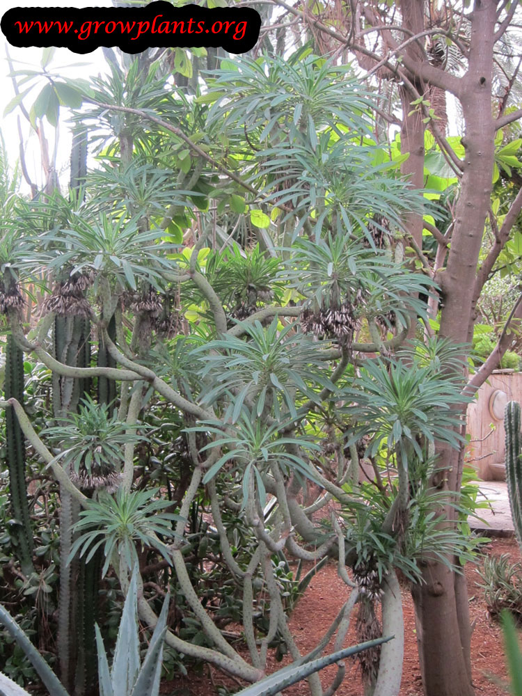 Growing Euphorbia lambii