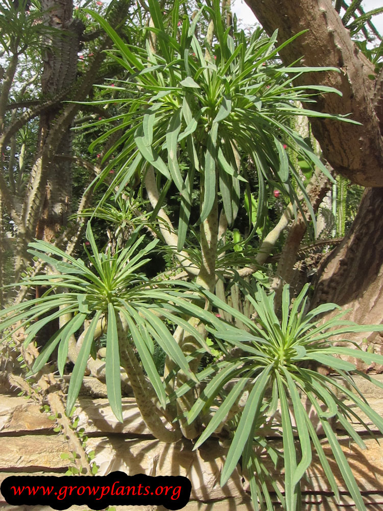 Euphorbia lambii leaves