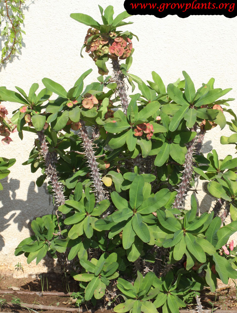 Euphorbia milii plant care