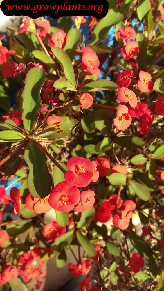 Euphorbia milii red flowers