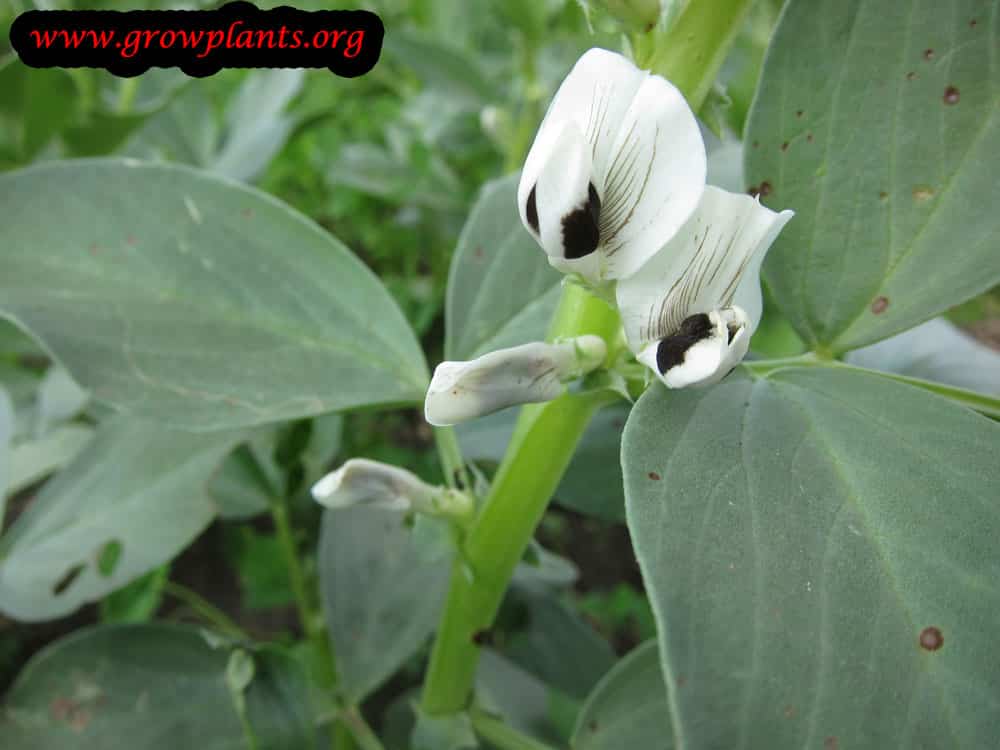 Fava bean flower