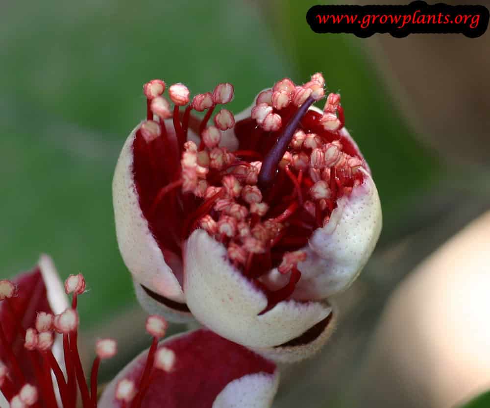 Feijoa edible flower