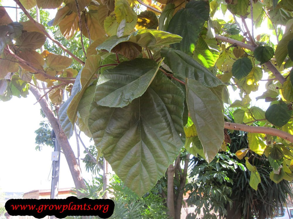 Ficus auriculata plant care