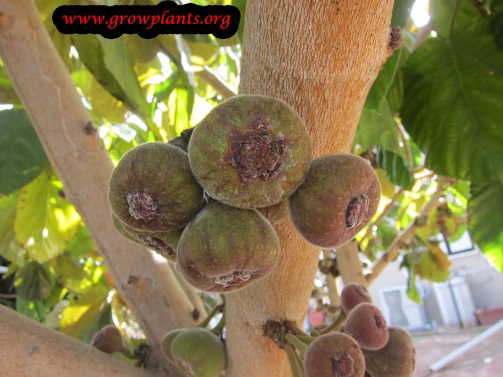 Ficus auriculata fruits