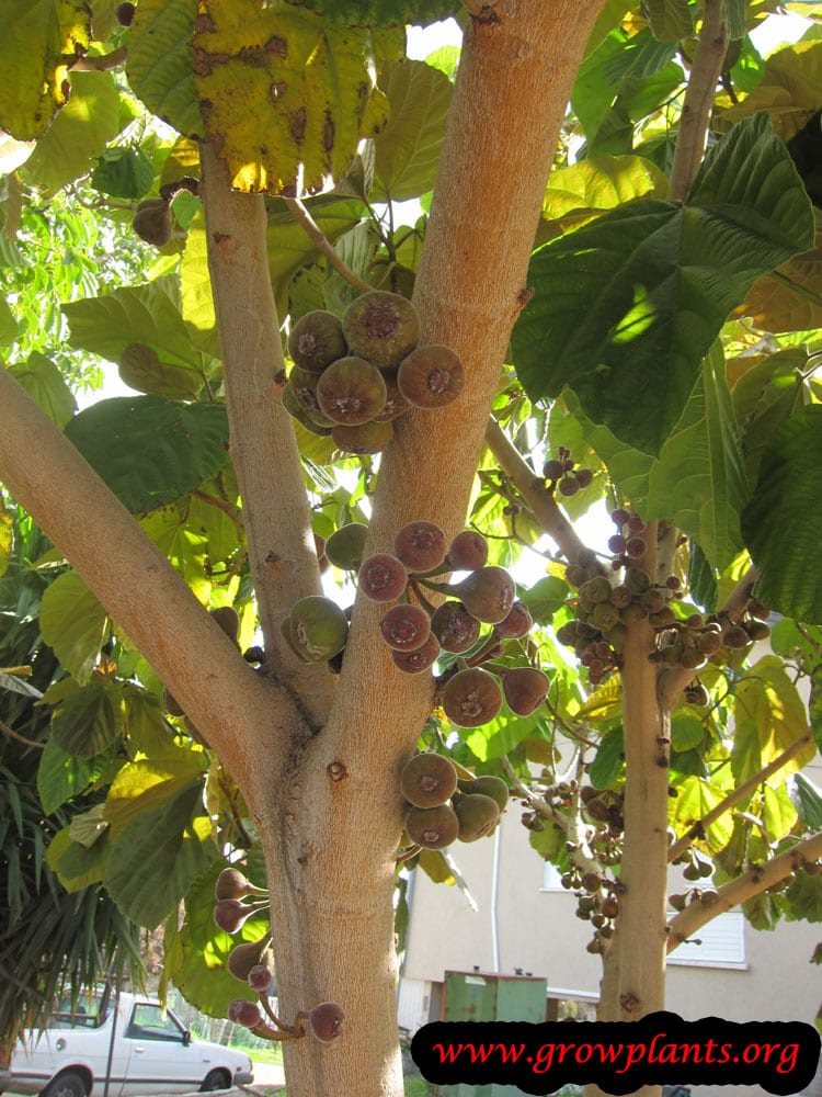 Harvesting Ficus auriculata fruits