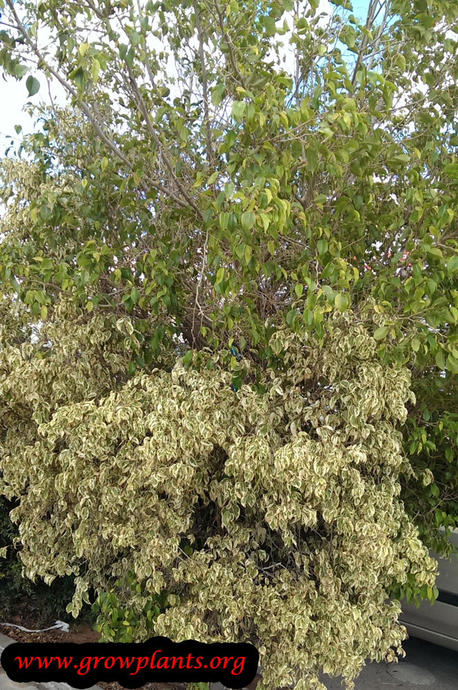 Growing Ficus benjamina