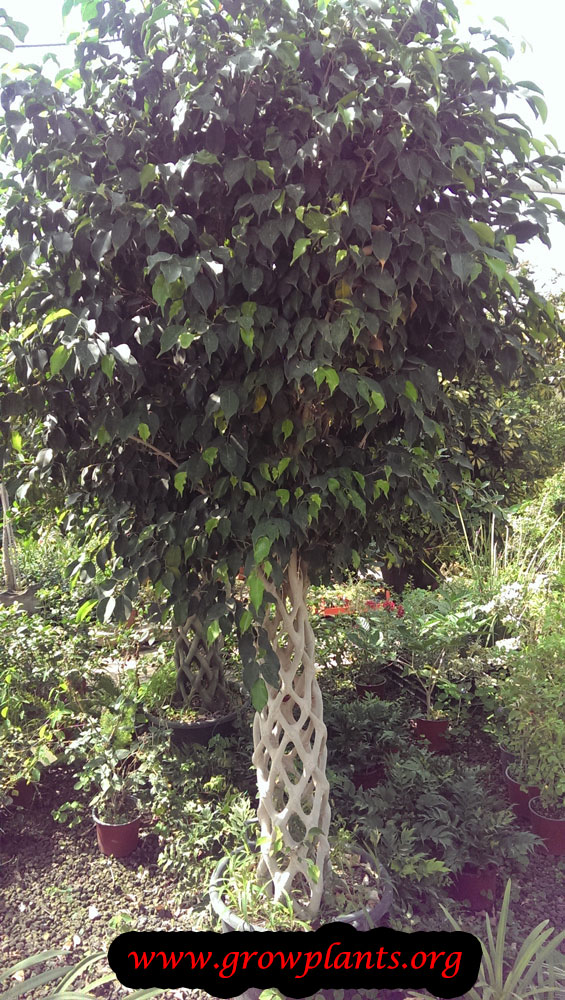 Ficus benjamina grow and care