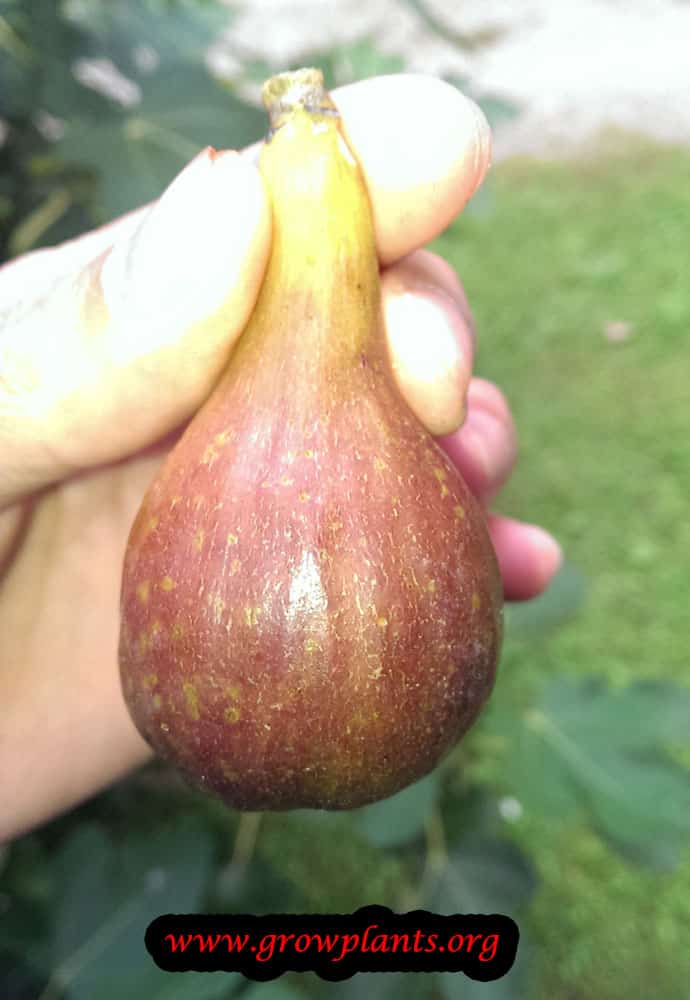 Harvest red Fig tree fruit
