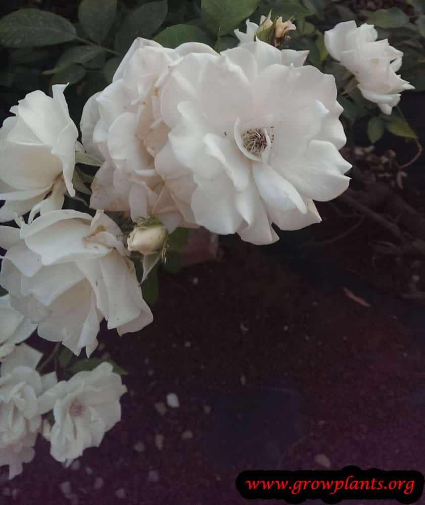 Growing Floribunda rose