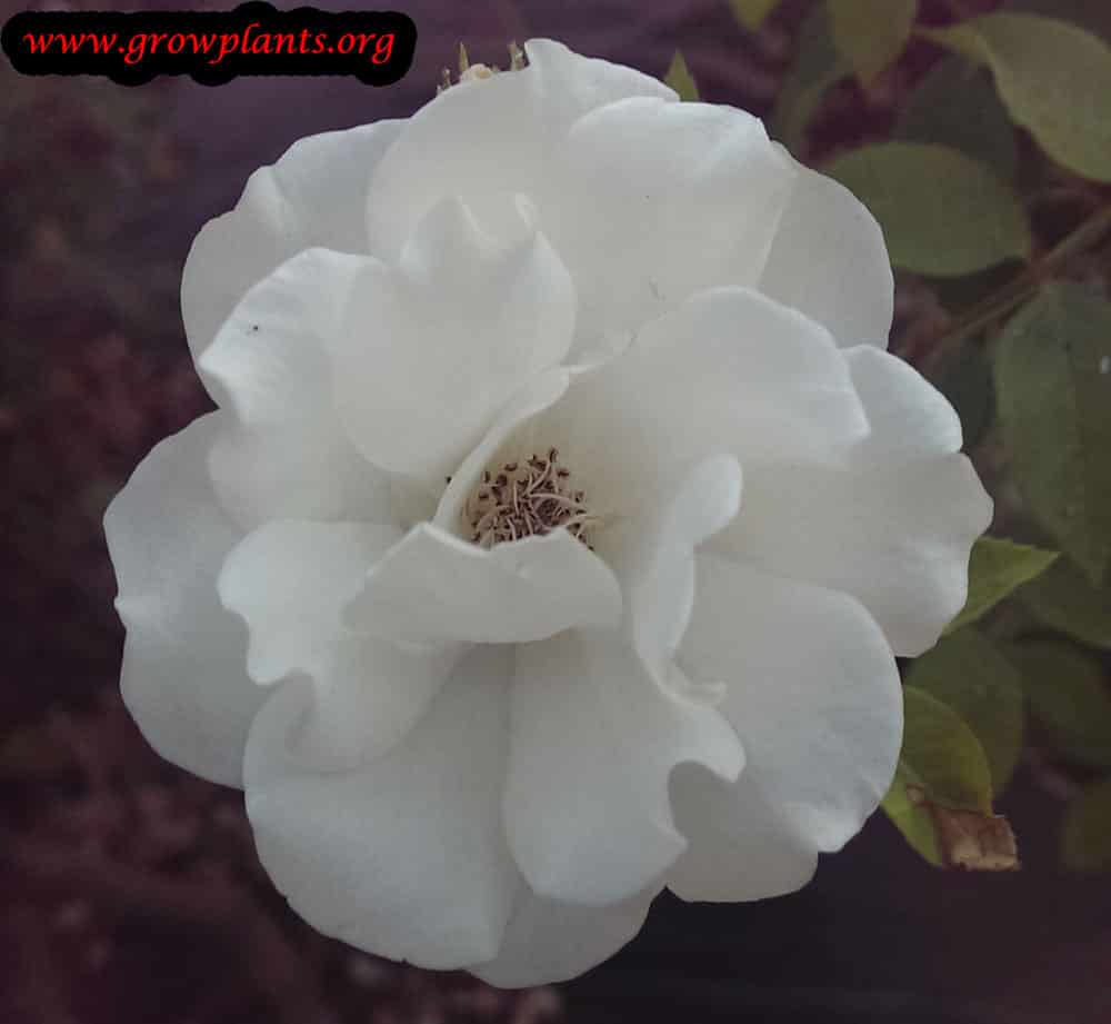 Floribunda rose flower