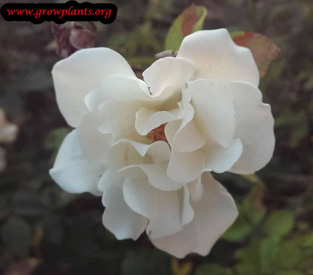 Floribunda rose plant care