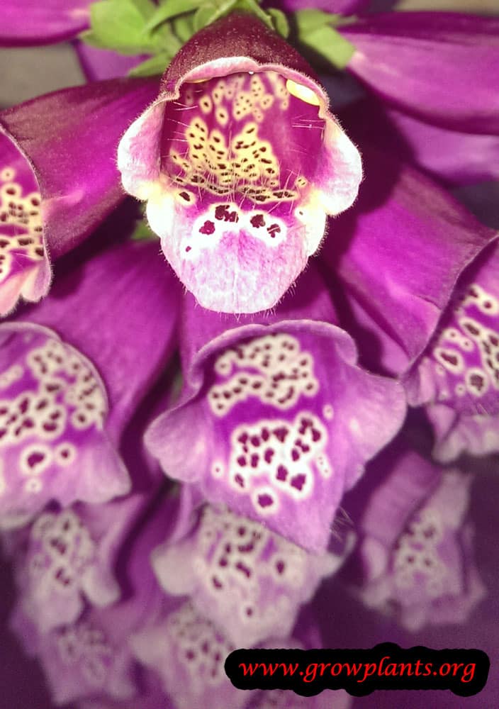 Foxglove flower purple