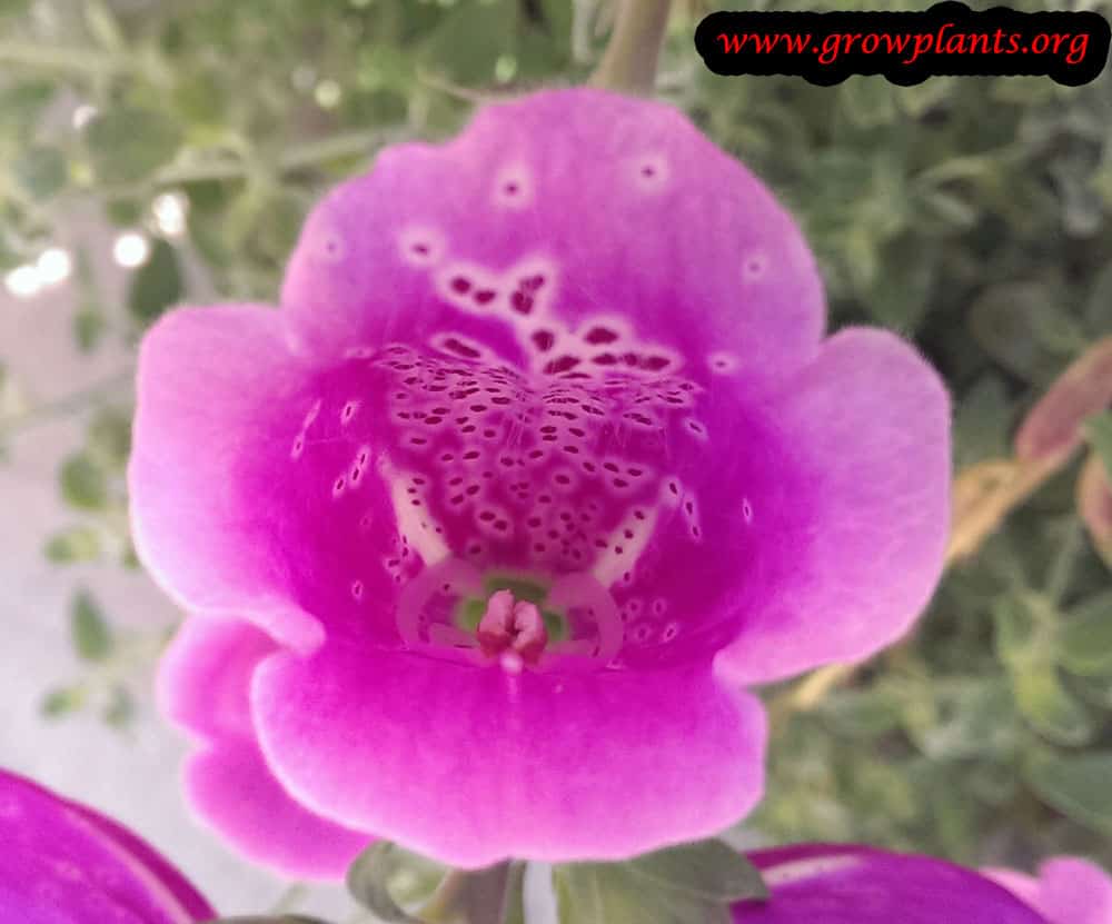 Foxglove flower care