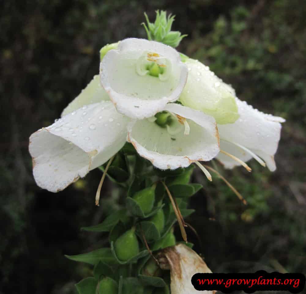 Foxglove white flower
