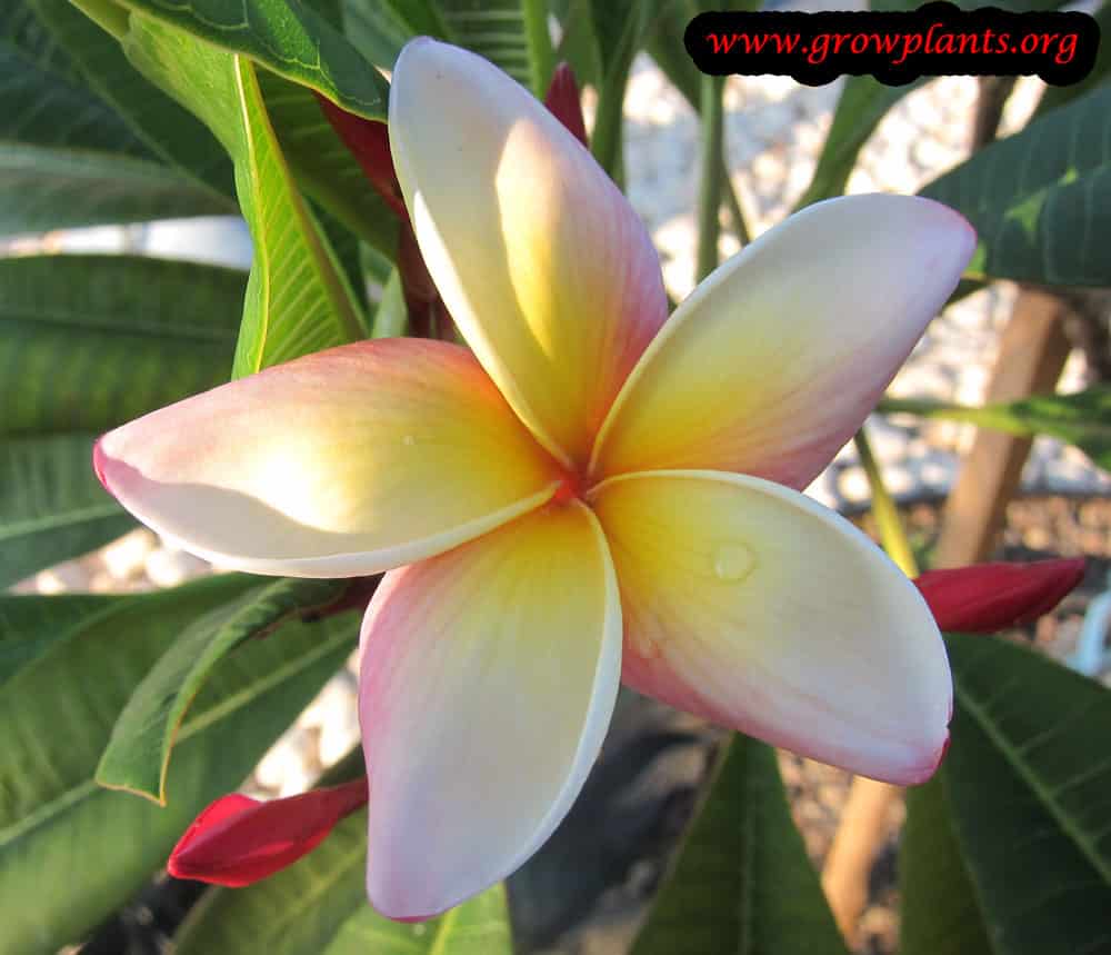 Frangipani tree flower