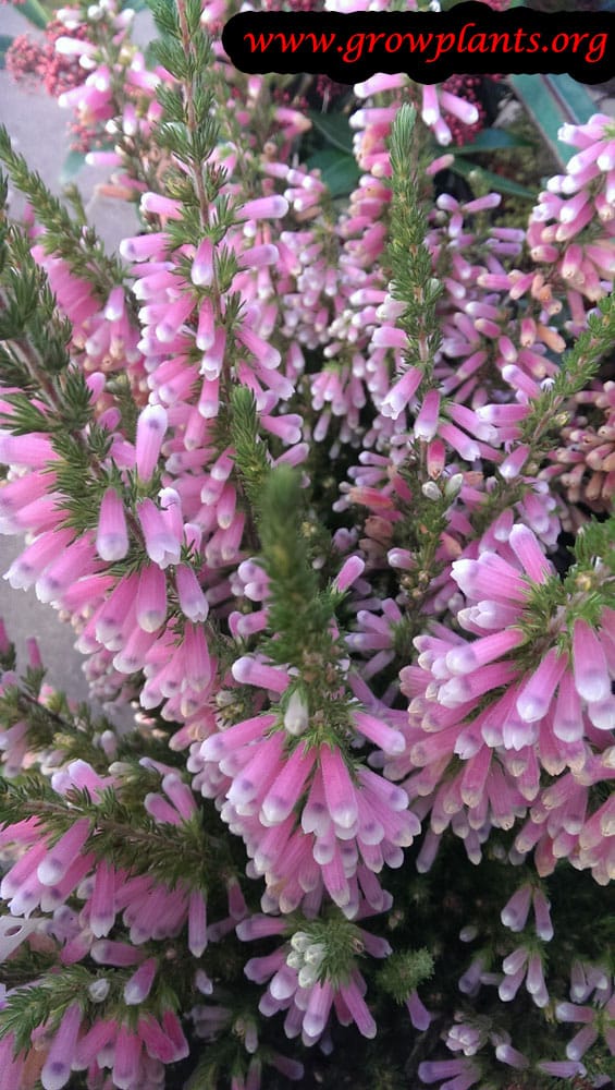 French heather