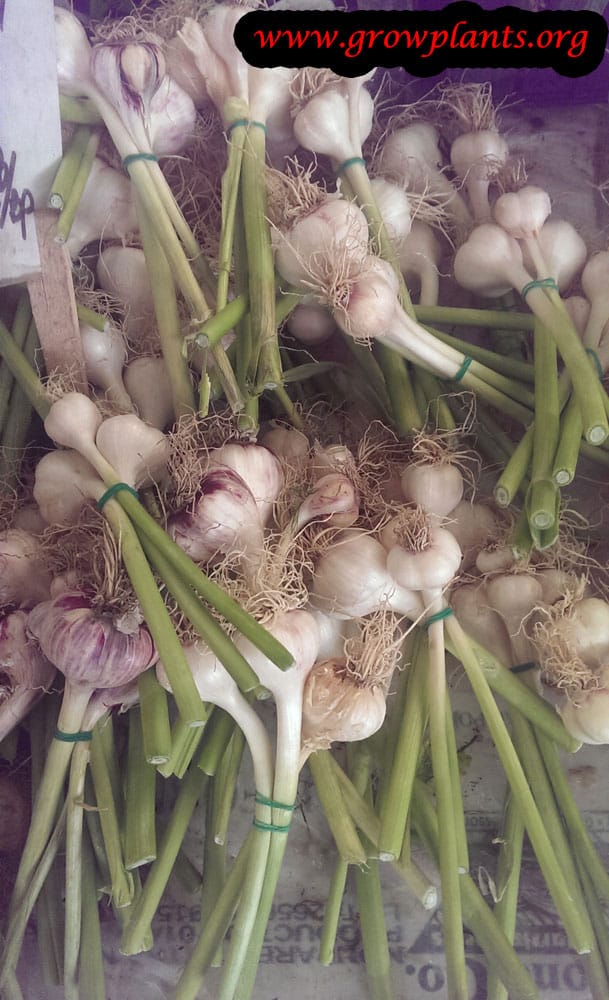Harvesting Garlic plant