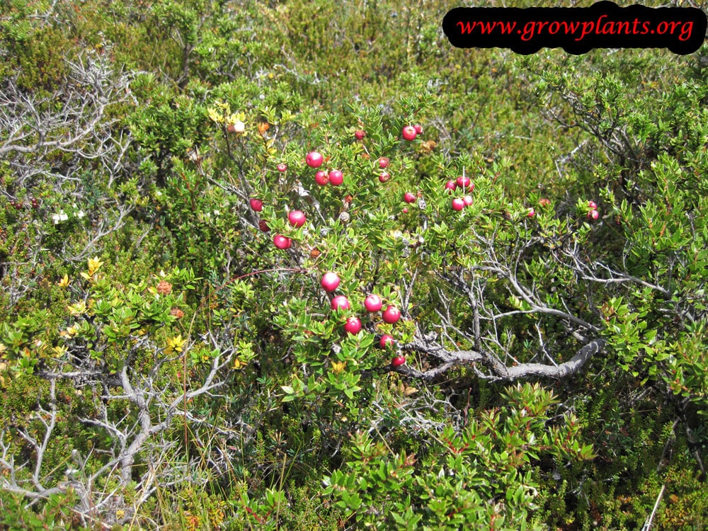Gaultheria mucronata fruit season