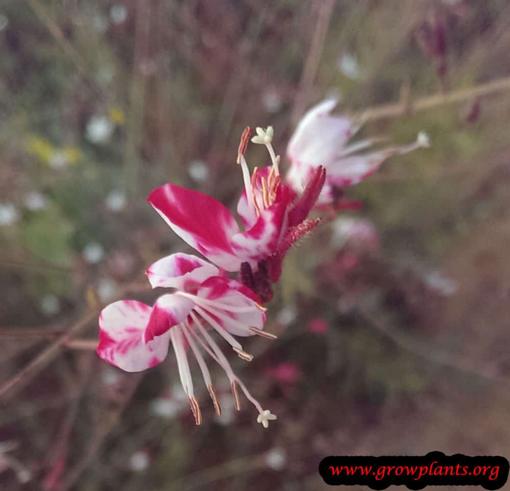 Gaura lindheimeri flower