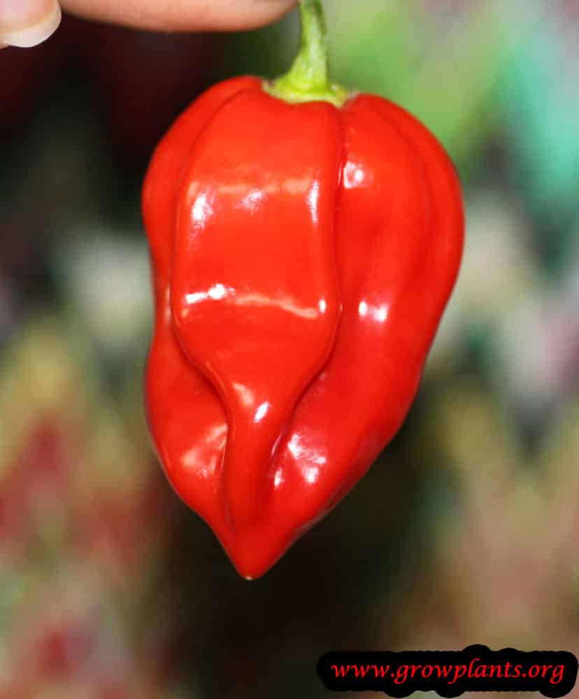 Ghost pepper
