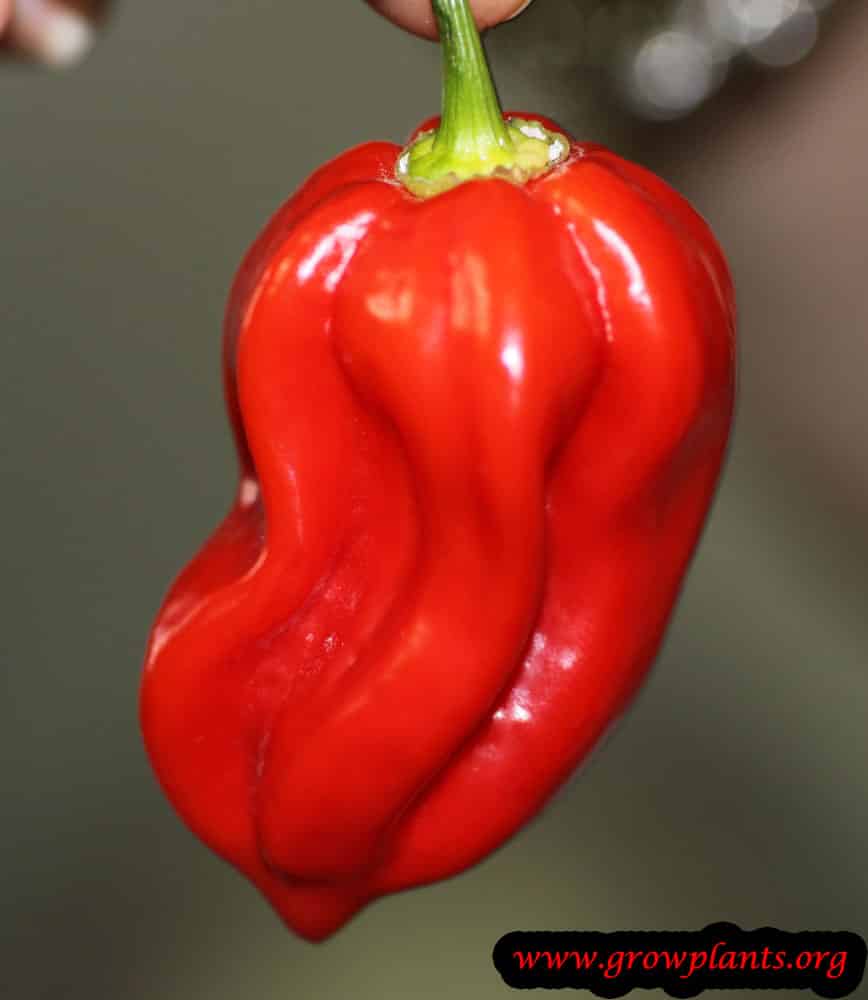 Harvesting Ghost pepper