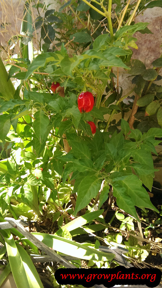 Ghost pepper plant