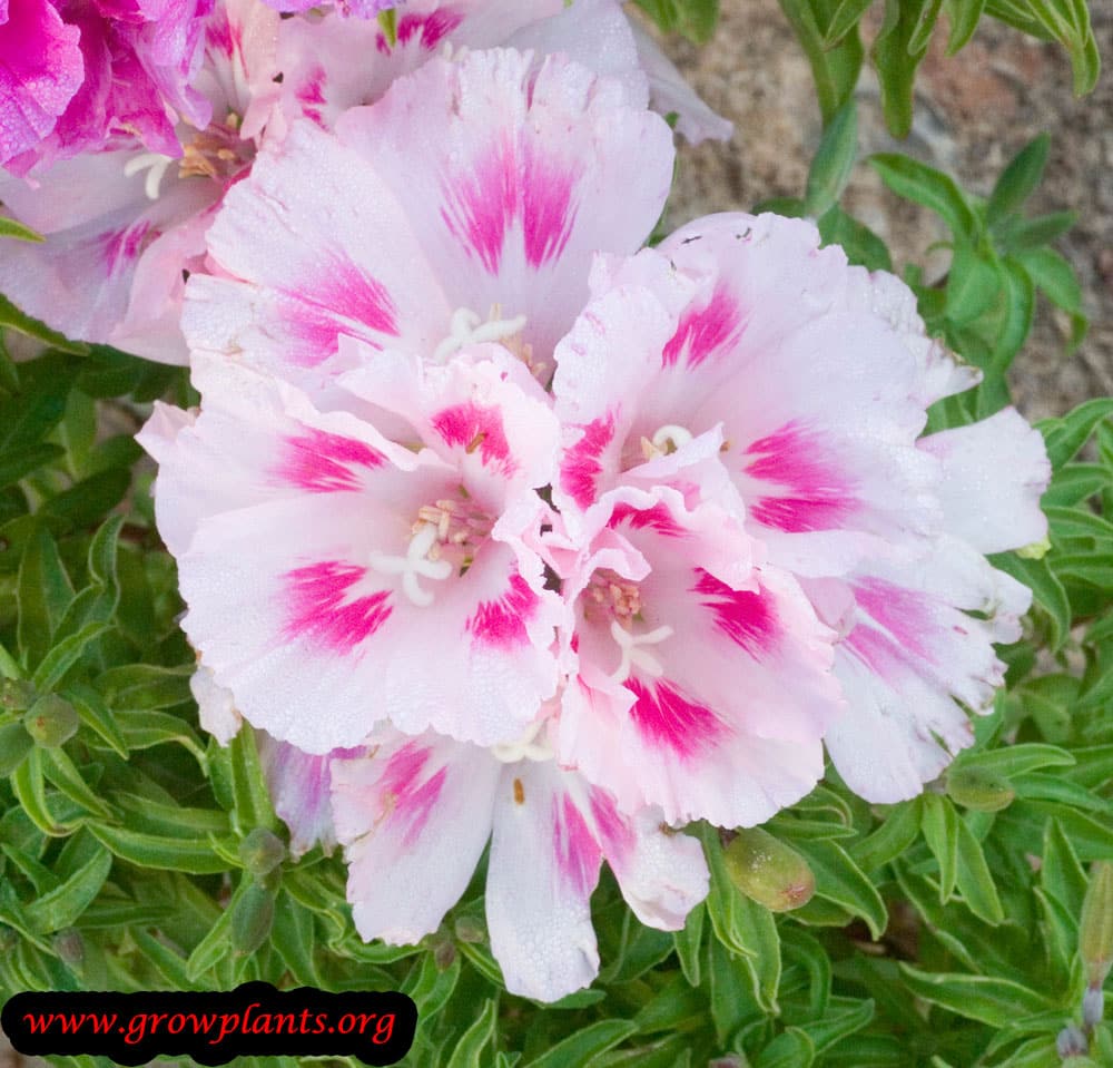 Godetia white pink flowers