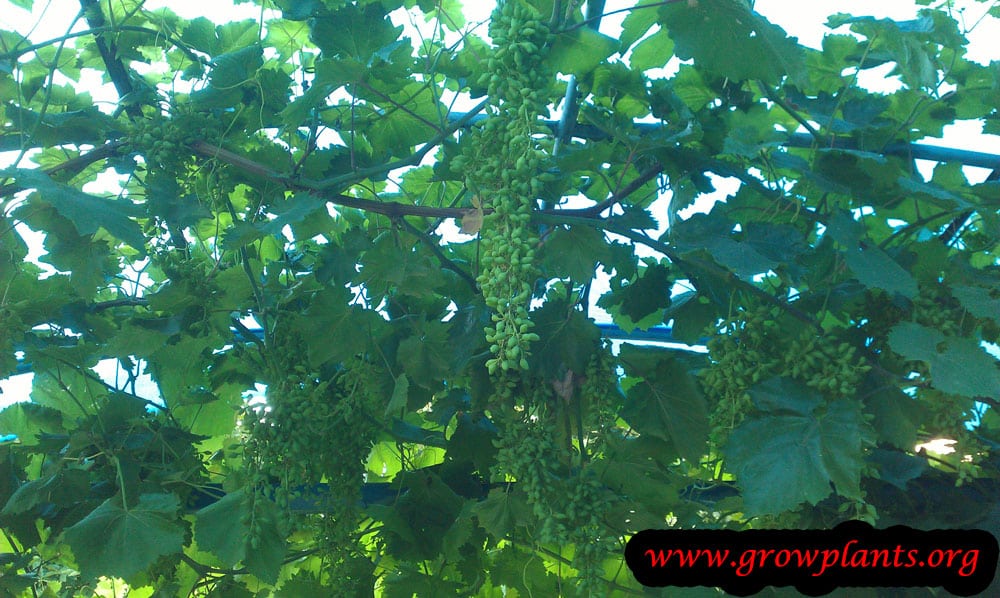 Growing Grape vine plant
