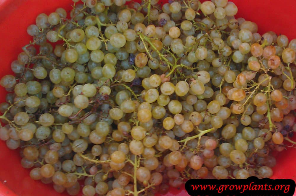Harvesting Grape vine plant