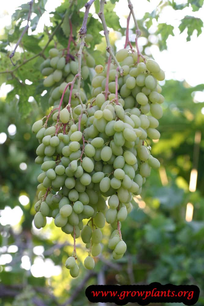 Grape vine fruits