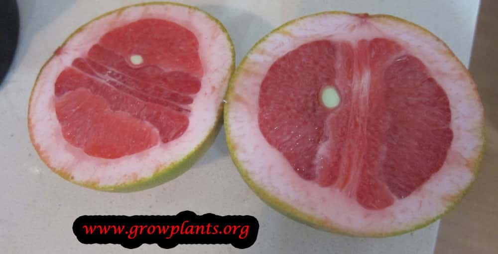 Grapefruit red fruit
