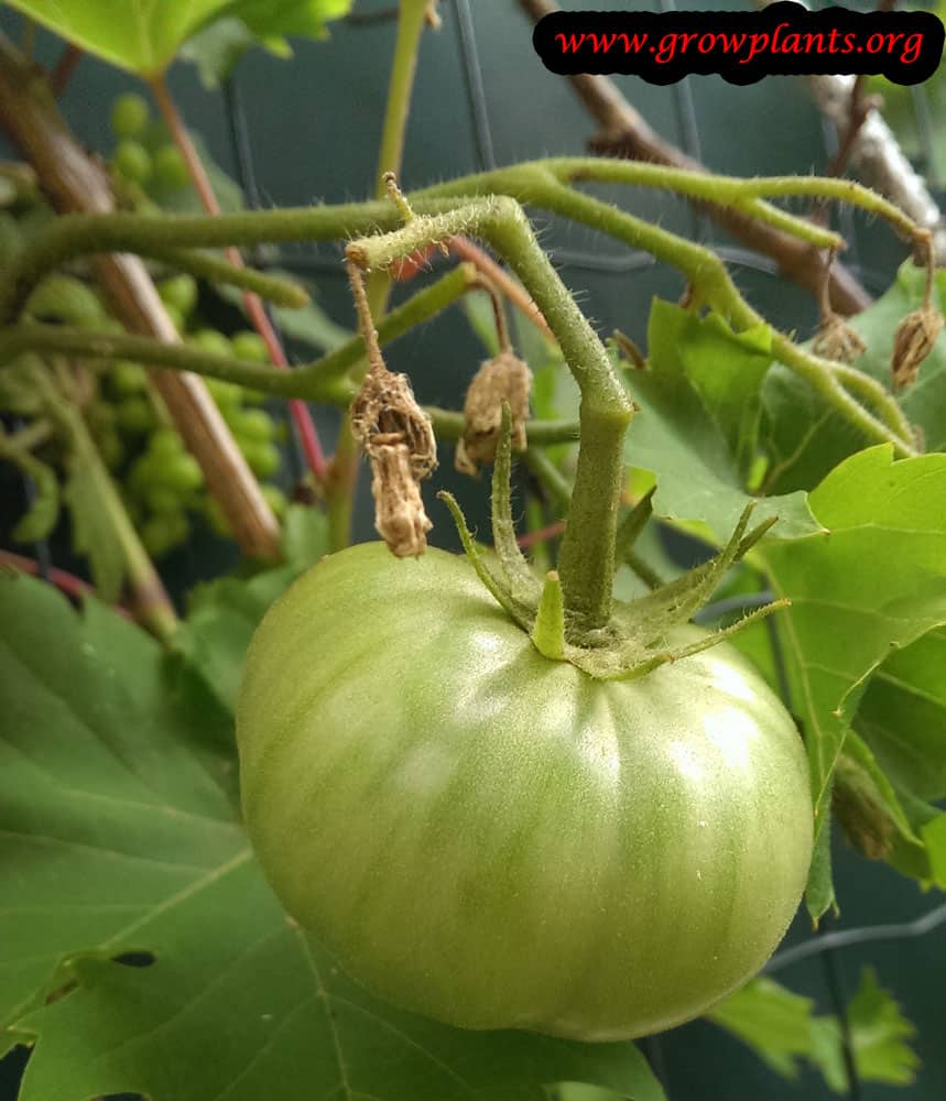 Harvesting Green tomato