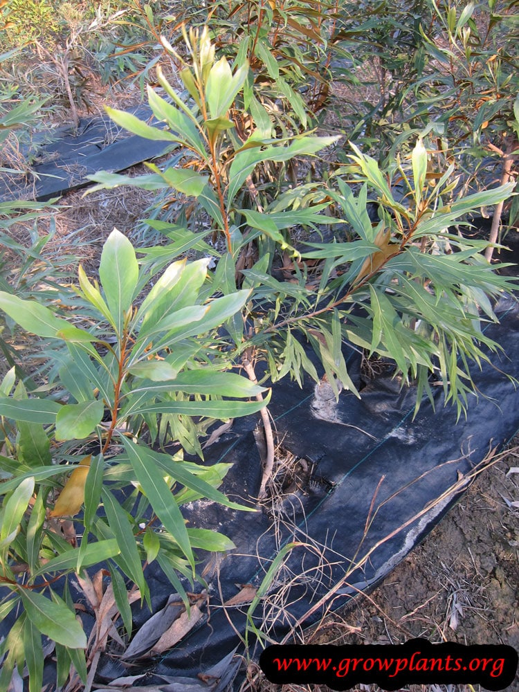 Growing Grevillea baileyana plant