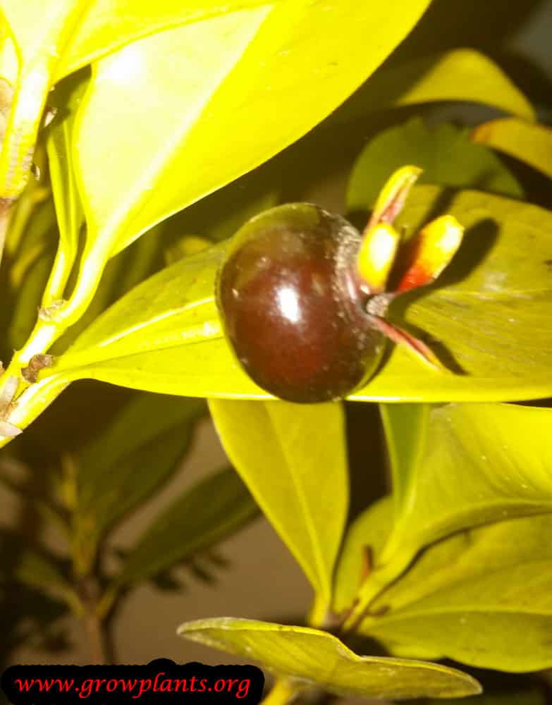 Grumichama fruit