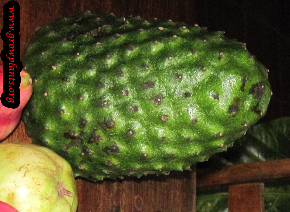 Harvesting Guanabana fruits