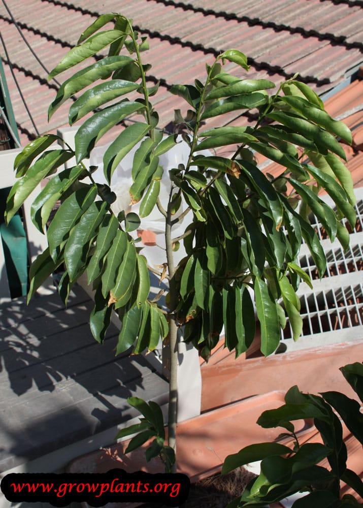 Growing Guanabana tree