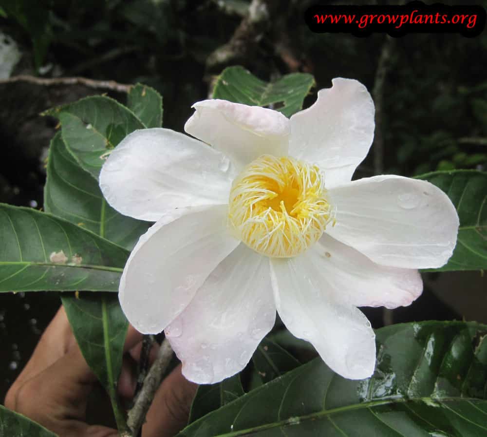 Gustavia superba flower