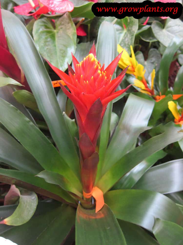 Guzmania plant red flower