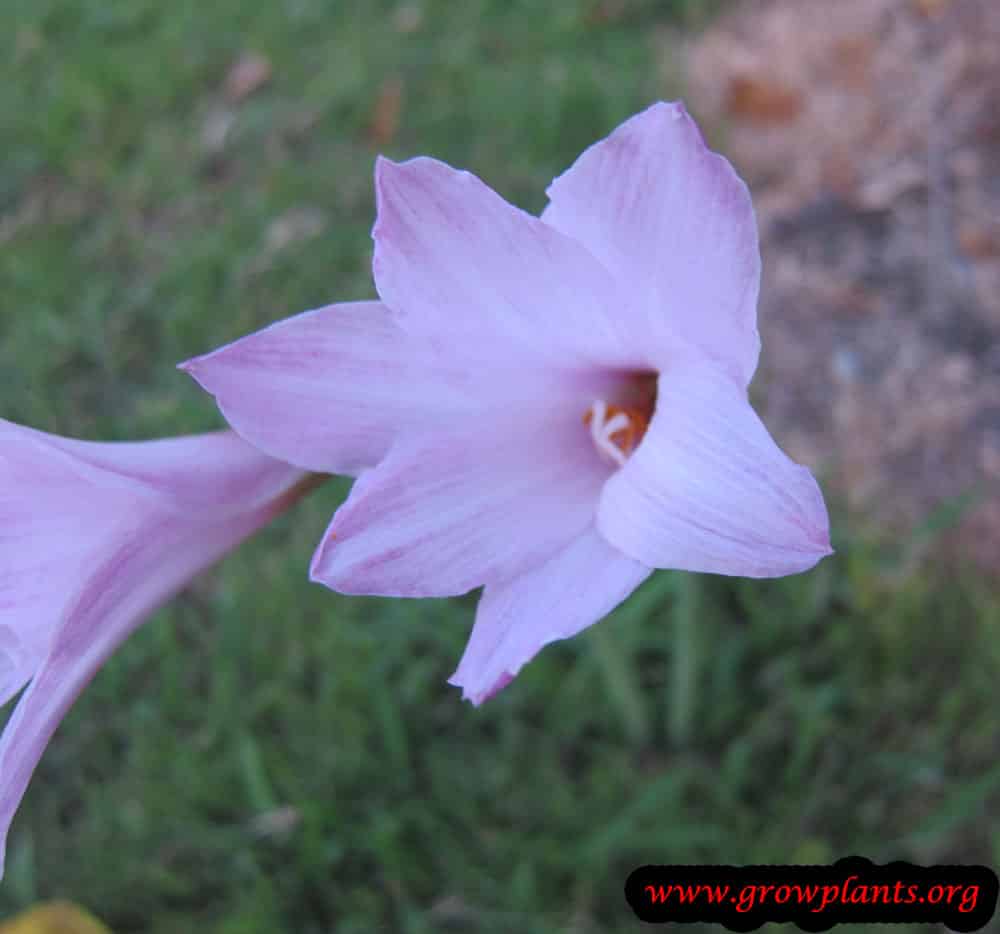 Habranthus robustus flower