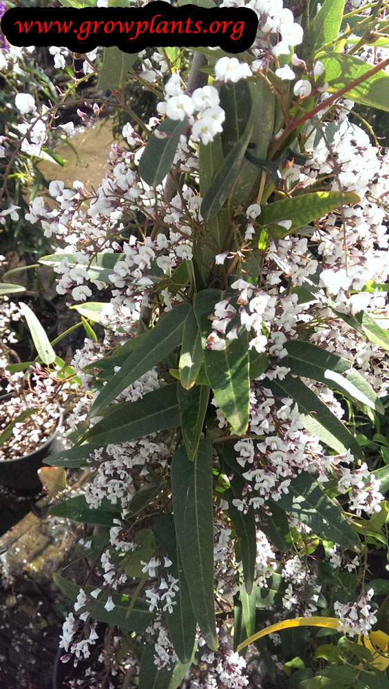 Hardenbergia comptoniana plant care
