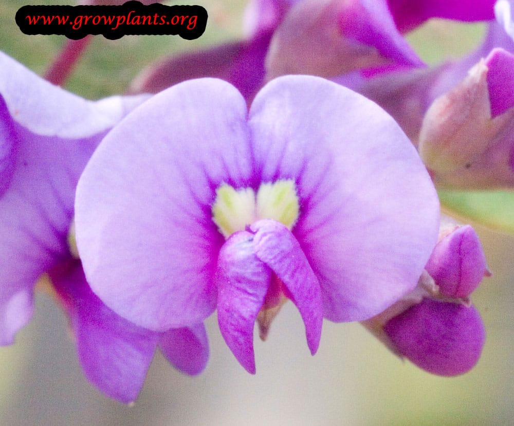Hardenbergia violacea flower
