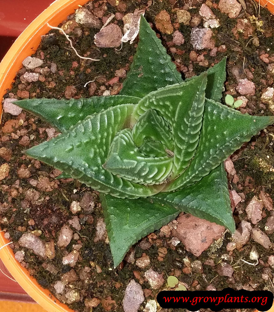 Haworthia limifolia plant care